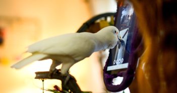 ¿Videollamadas entre loros? Un estudio ha probado sus beneficios ¿Videollamadas entre loros? Un estudio ha probado sus beneficios