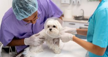 Manejo del dolor agudo en el perro