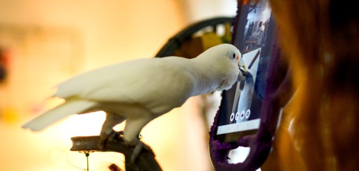 ¿Videollamadas entre loros? Un estudio ha probado sus beneficios