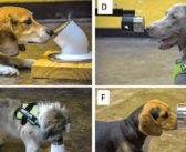 Es posible entrenar perros que detecten el cáncer en muestras de otros perros