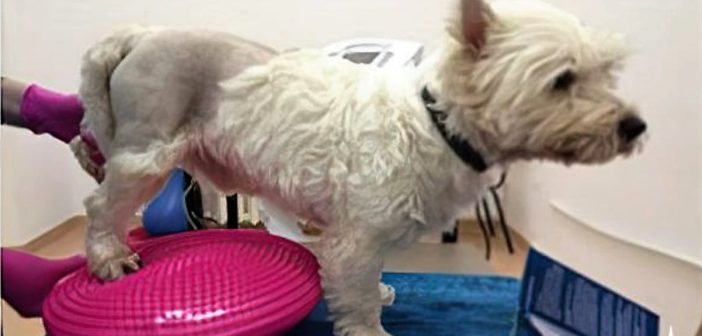 La fisioterapia puede ayudar a perros parapléjicos a recuperar la marcha espinal